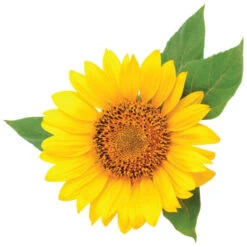 Soins Capillaires Boutique -Soins Capillaires Boutique conditionneur shinecare chi 739ml 1