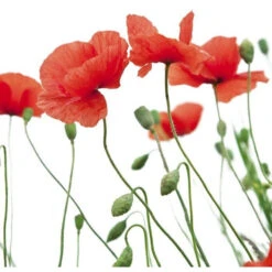 Duo Soins Repigmentants Rouge Coquelicot Aixois Fauvert Professionnel 7 Duo Soins Repigmentants Rouge Coquelicot Aixois Fauvert Professionnel -Soins Capillaires Boutique duo soins repigmentants rouge coquelicot aixois fauvert professionnel 3