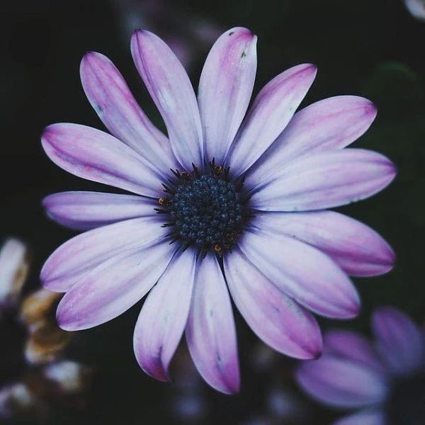 Masque Nutrition Bio Neia Patrice Mulato 190ML 2 Masque Nutrition Bio Neia Patrice Mulato 190ML – Image 2