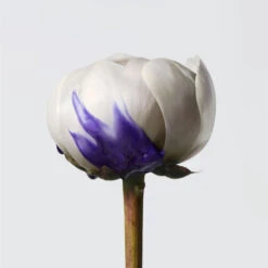 Shampoing Révélateur D’éclat Yubi Blonde Shu Uemura 300ML 8 Shampoing Révélateur D’éclat Yubi Blonde Shu Uemura 300ML -Soins Capillaires Boutique shampoing revelateur declat yubi blonde shu uemura 300ml 3