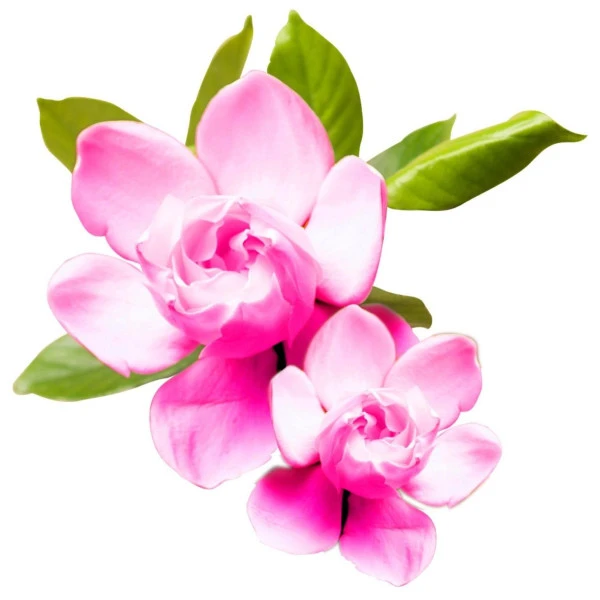 Shampooing ColorCare CHI 355ML 2 Shampooing ColorCare CHI 355ML – Image 2