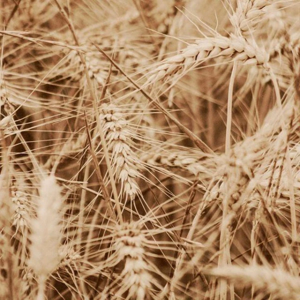 Soin Reconstructeur Origine Kératine Patrice Mulato 500ML 3 Soin Reconstructeur Origine Kératine Patrice Mulato 500ML – Image 3